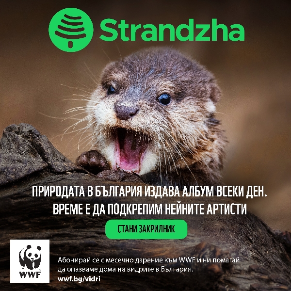 Виждал-ли-си-видра