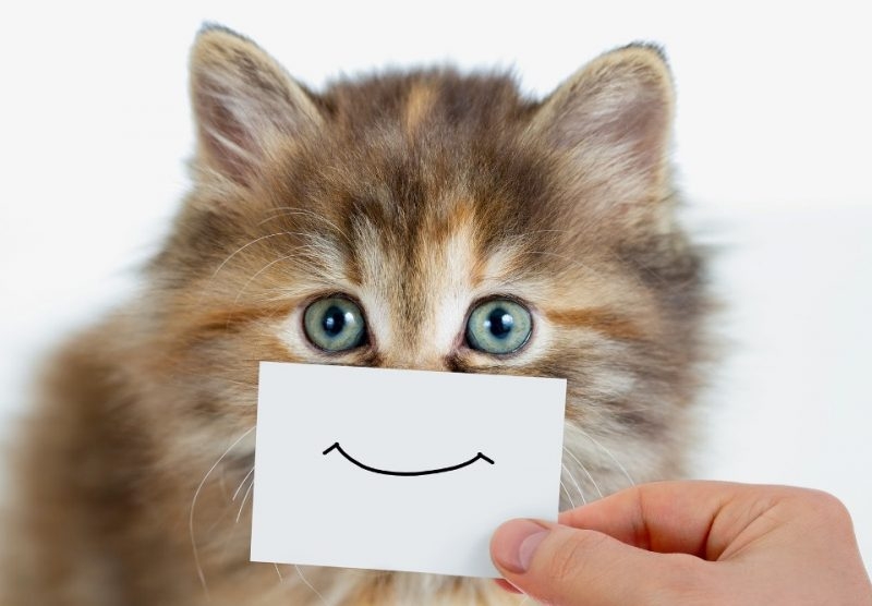 КАК-ИЗГЛЕЖДА-КОТЕШКОТО-ЩАСТИЕ
