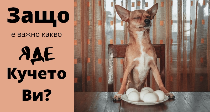 Защо-е-важно-какво-яде-кучето-ви
